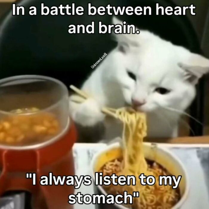 A white cat meme eating noodles with chopsticks, saying I always listen to my stomach.