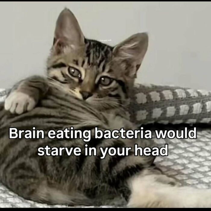 A sassy cat meme with a tabby kitten lounging on a blanket, saying, Brain eating bacteria would starve in your head.