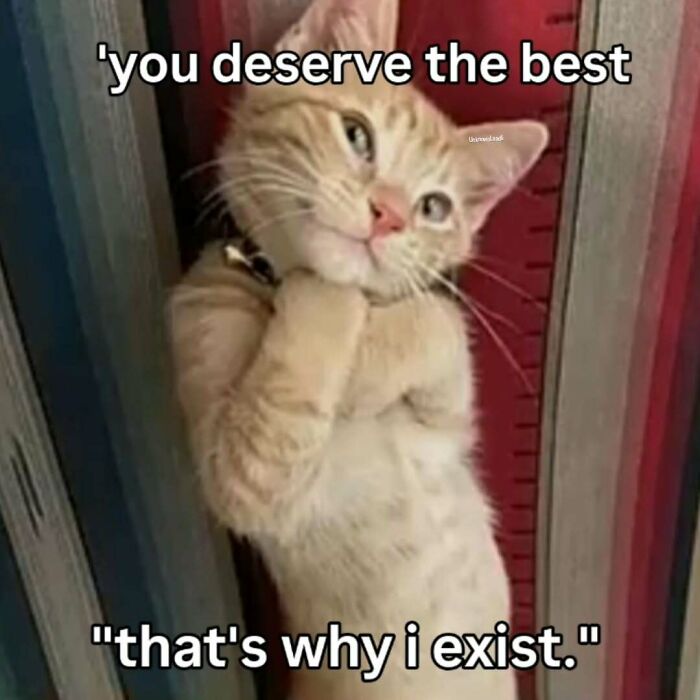 A charming cat meme with an orange tabby cat looking up, saying, You deserve the best, that's why I exist.