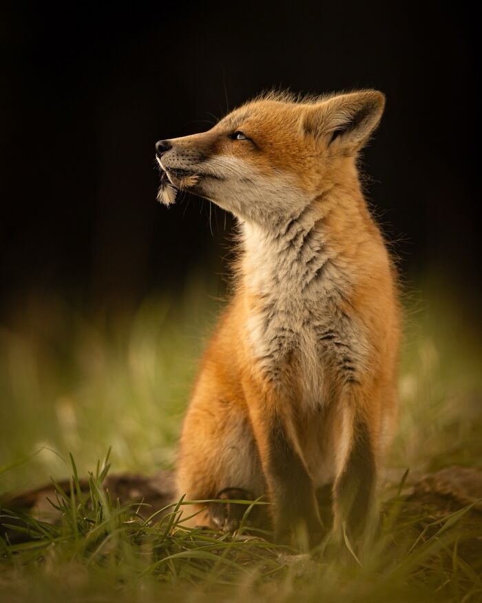Canadian Wildlife Photographer Of The Year: David Sturge