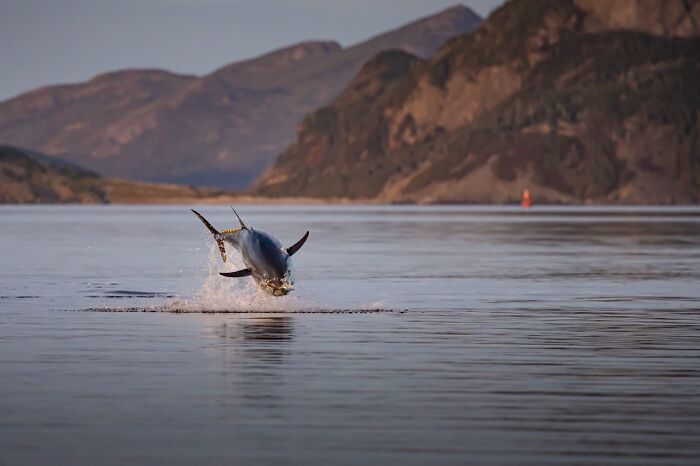 Canadian Wildlife Photographer Of The Year: David Sturge
