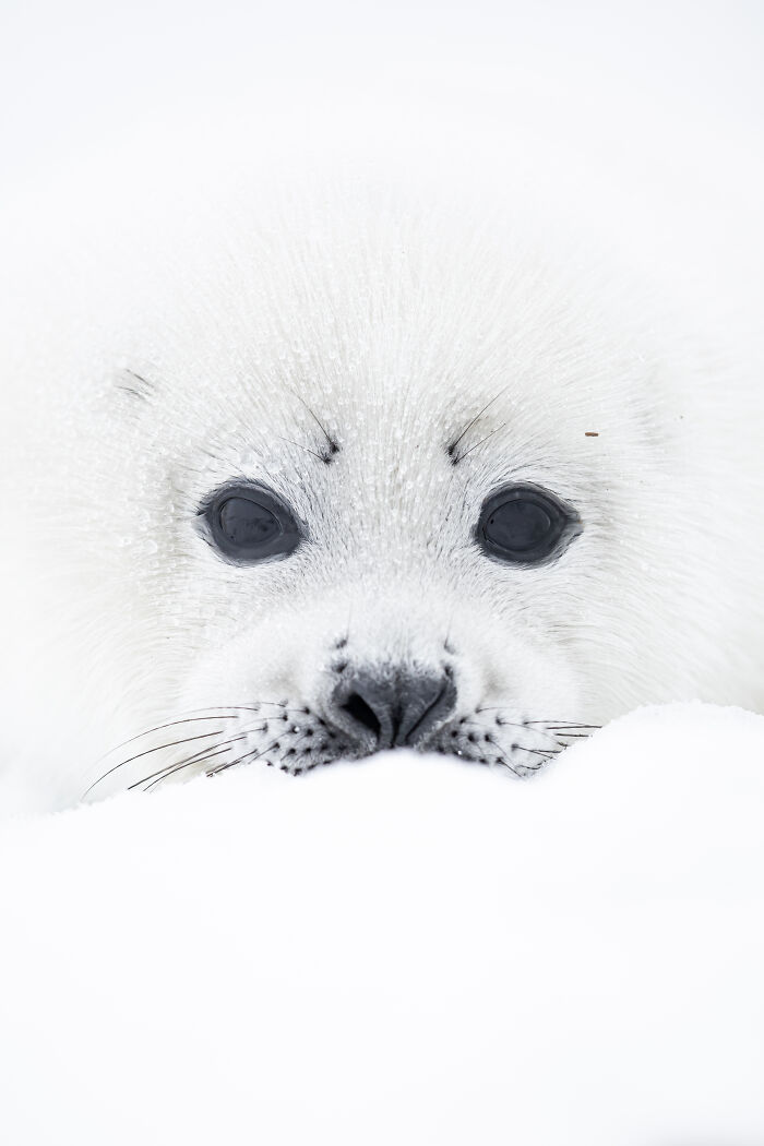 Canadian Wildlife Photographer Of The Year: David Sturge