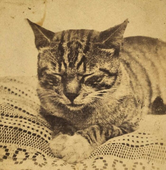 Victorianchaps-Interesting-Old-Victorian-Photos