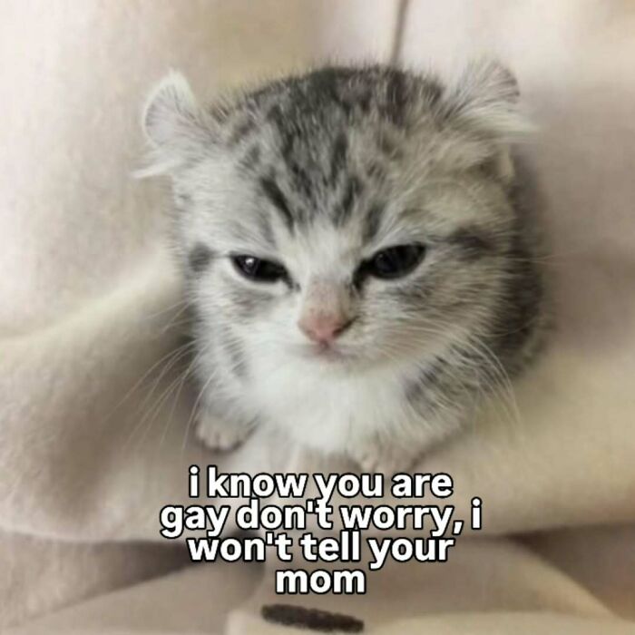 A small, grumpy-looking kitten with text I know you are gay dont worry, I wont tell your mom, from cat memes.