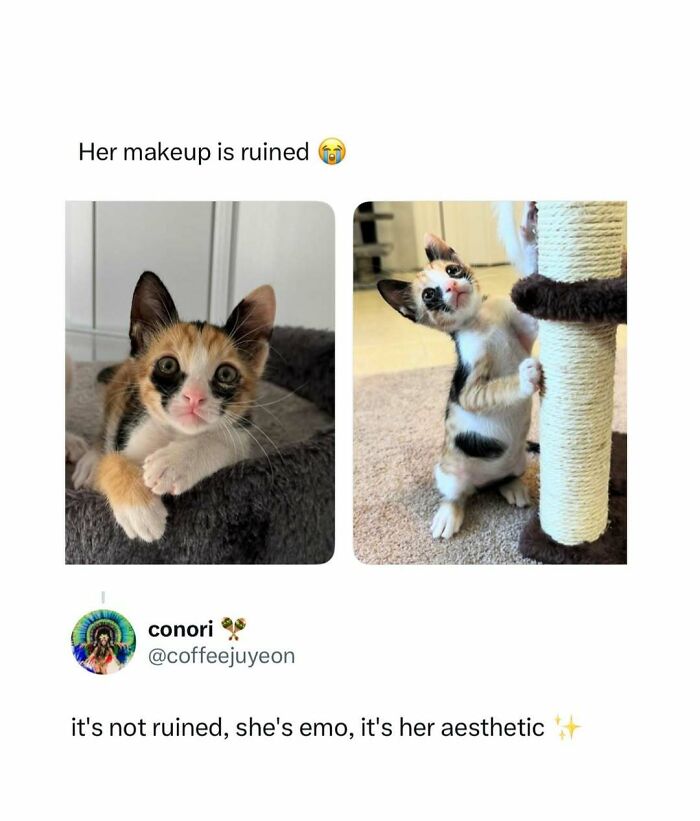 A split image of a kitten with black eye markings, looking like a funny meme.