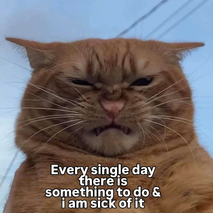 An angry-looking orange cat meme with teeth exposed, expressing frustration about daily tasks.
