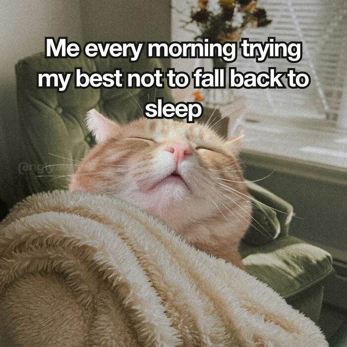 Cute cat tucked in a blanket with text about trying not to fall back to sleep relatable cat memes