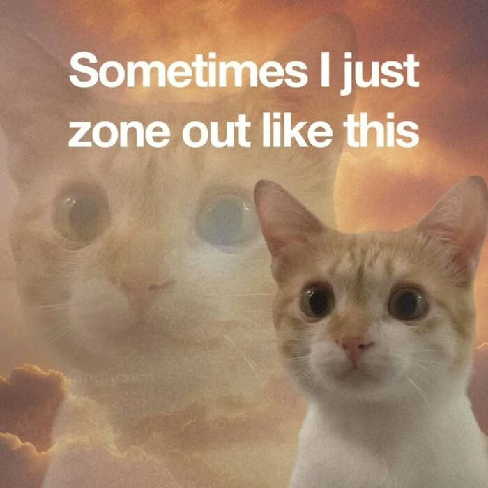 A humorous cat meme featuring a surprised orange and white cat with a blurry cat in the background, saying, Sometimes I just zone out like this.