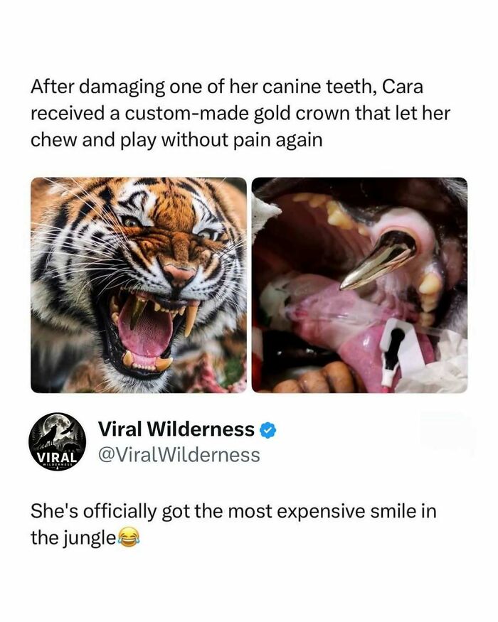 Tiger with custom gold canine tooth crown showing expensive wildlife animal dentistry
