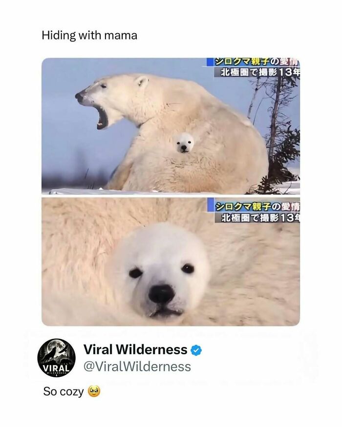 Polar bear cub hiding with mama bear looking cozy in snowy wilderness