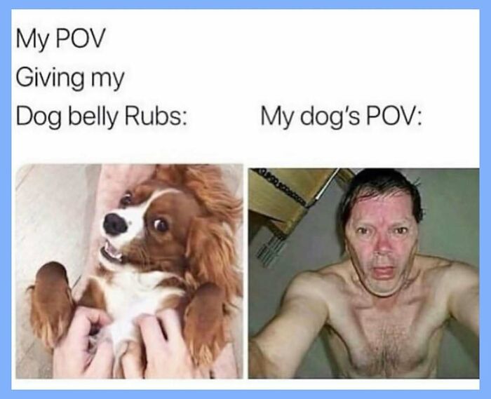 Funny memes showing a dog enjoying belly rubs versus a man's exaggerated reaction.