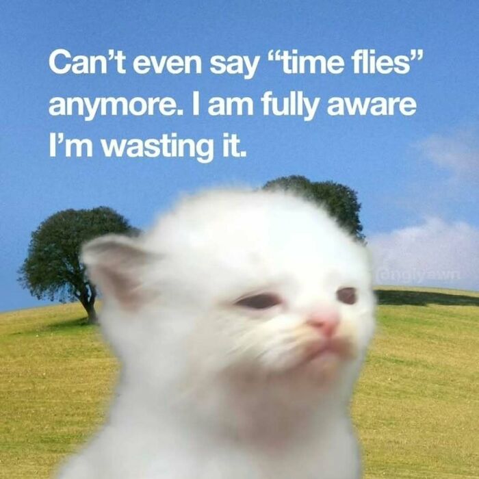 A sleepy white kitten meme with text about wasting time, perfect for cat memes.