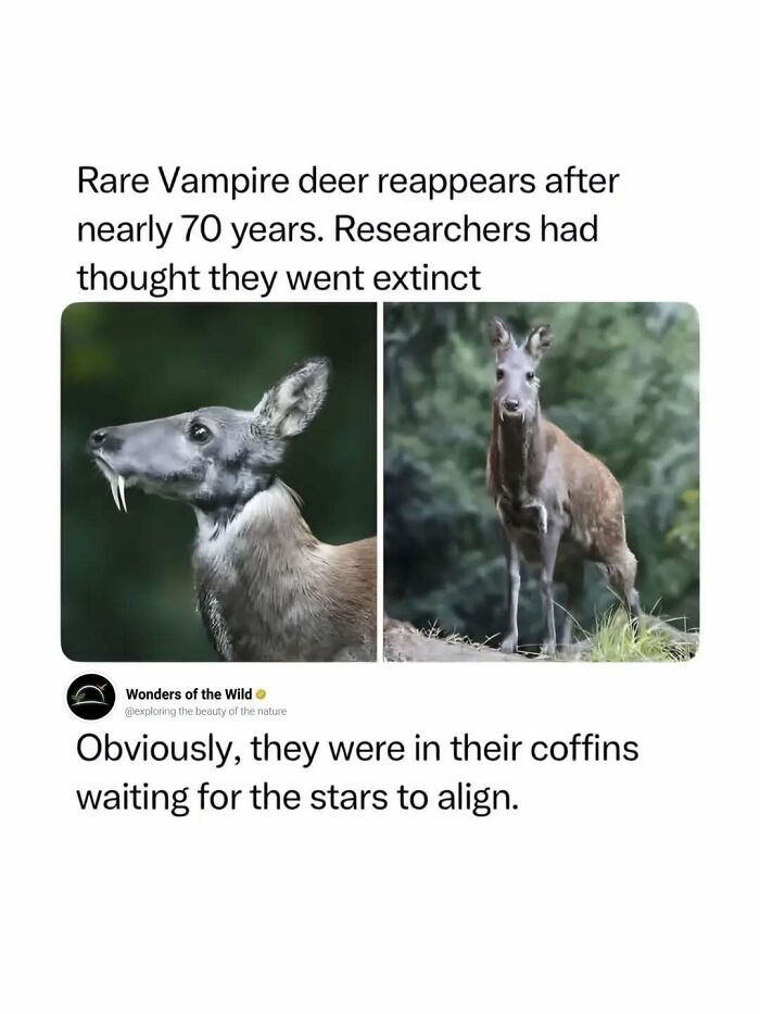 Interesting facts about the rare vampire deer that reappeared after seventy years.