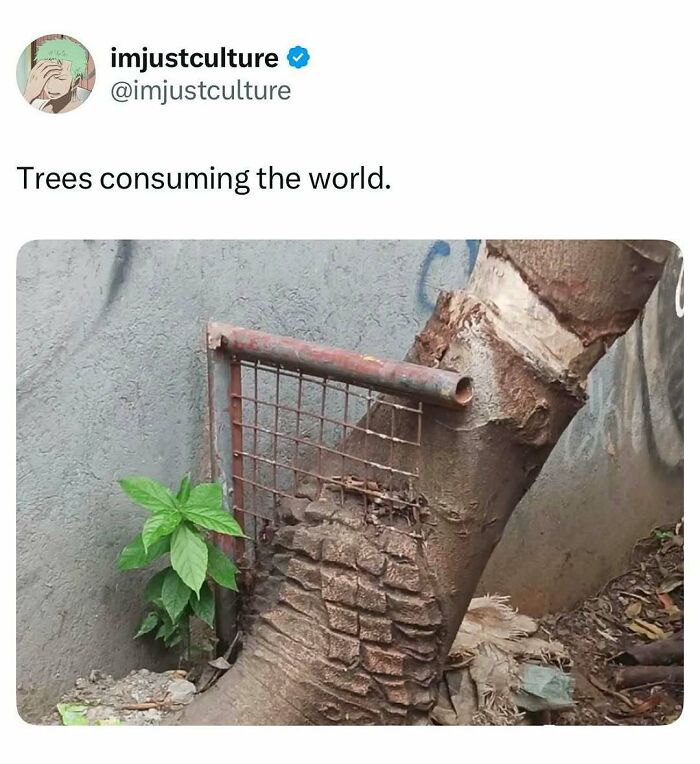 A tree trunk growing through a metal fence, demonstrating trees consuming the world, from Imjustculture-Posts.