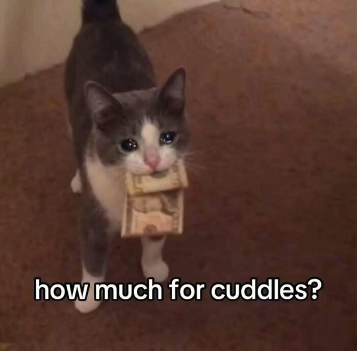 A cat meme featuring a sad grey and white cat holding money in its mouth, asking for cuddles.