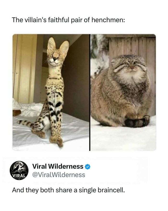 Pair of unusual wild cats featured as villain's henchmen in nature and wilderness post