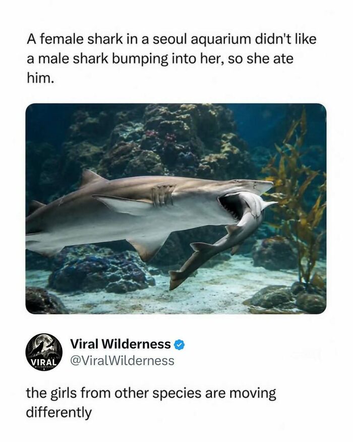 Female shark eating male shark underwater in Seoul aquarium scene