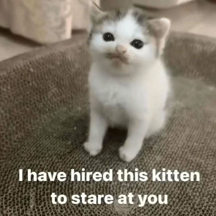 A tiny white kitten with a slight smirk on its face, sitting on a textured surface, perfect for cat memes.
