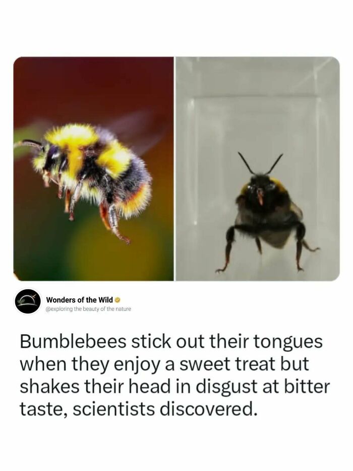 Random knowledge about bumblebees sticking out their tongues when enjoying a sweet treat.