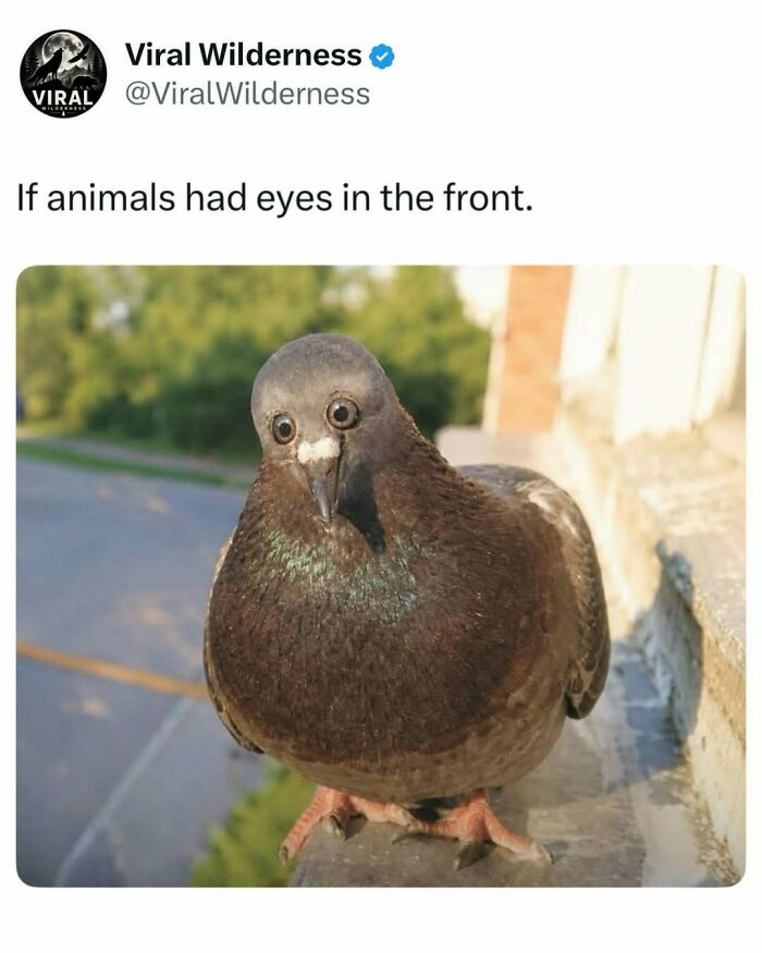 Pigeon with eyes edited to face front humorously in nature setting