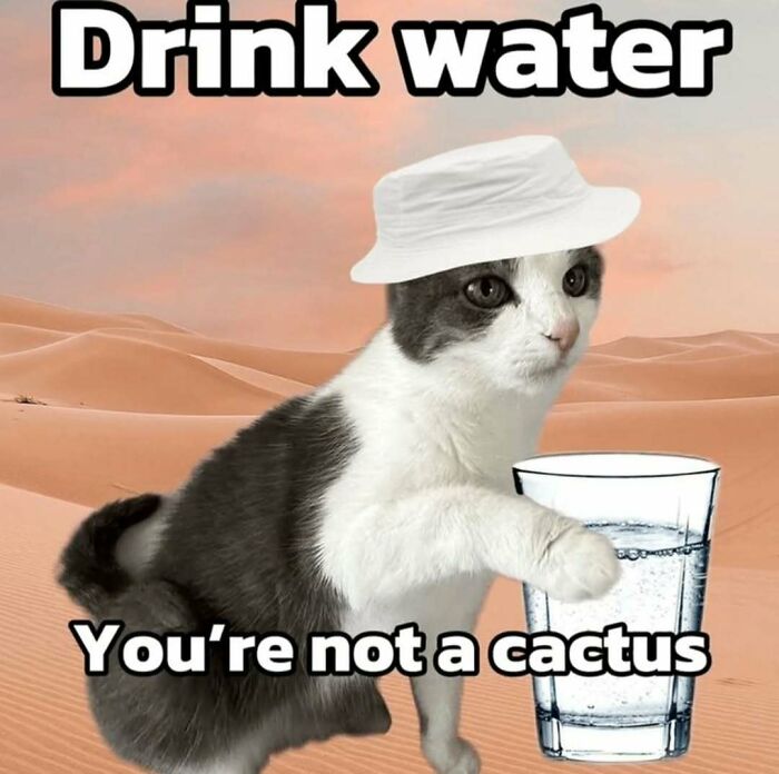 A humorous cat meme featuring a grey and white cat in a desert, wearing a hat, offering water to promote hydration.