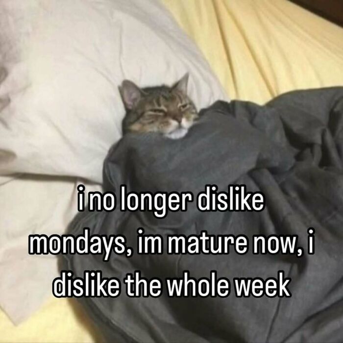 A relatable cat meme with a tabby cat tucked in bed, saying, i no longer dislike mondays, im mature now, i dislike the whole week.