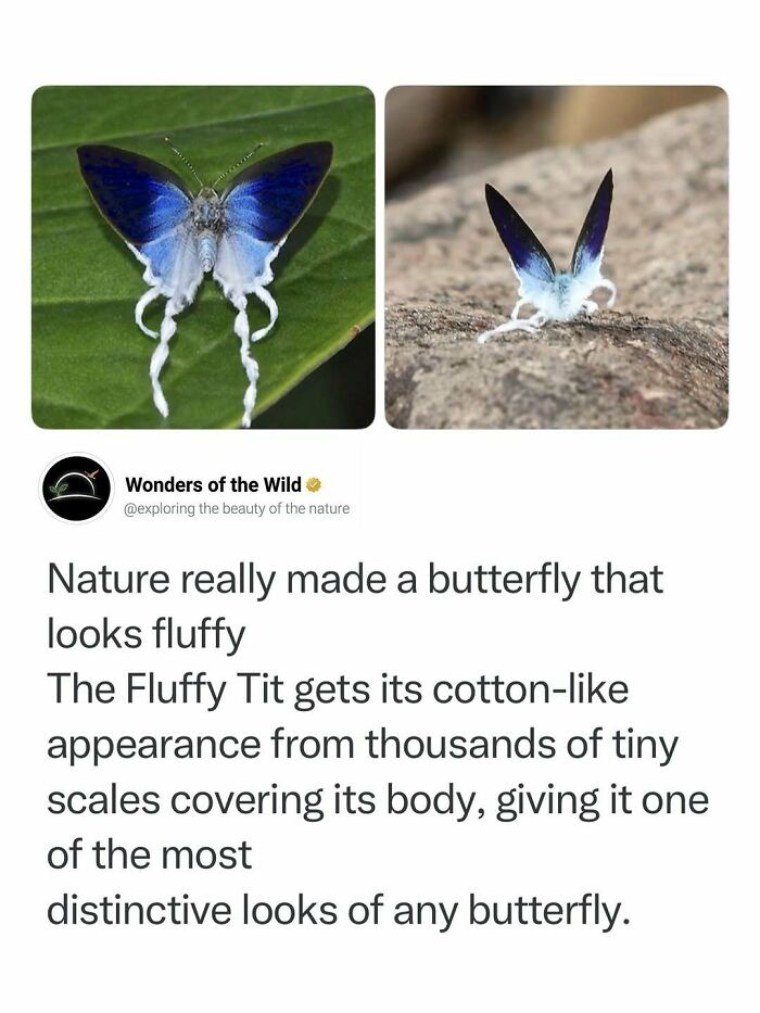 The Fluffy Tit butterfly with white tail streamers, showing interesting facts of nature.