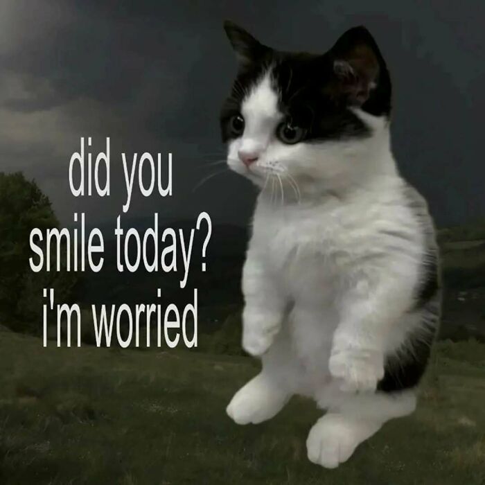Relatable cat memes: A black and white cat standing with text asking if you smiled today.