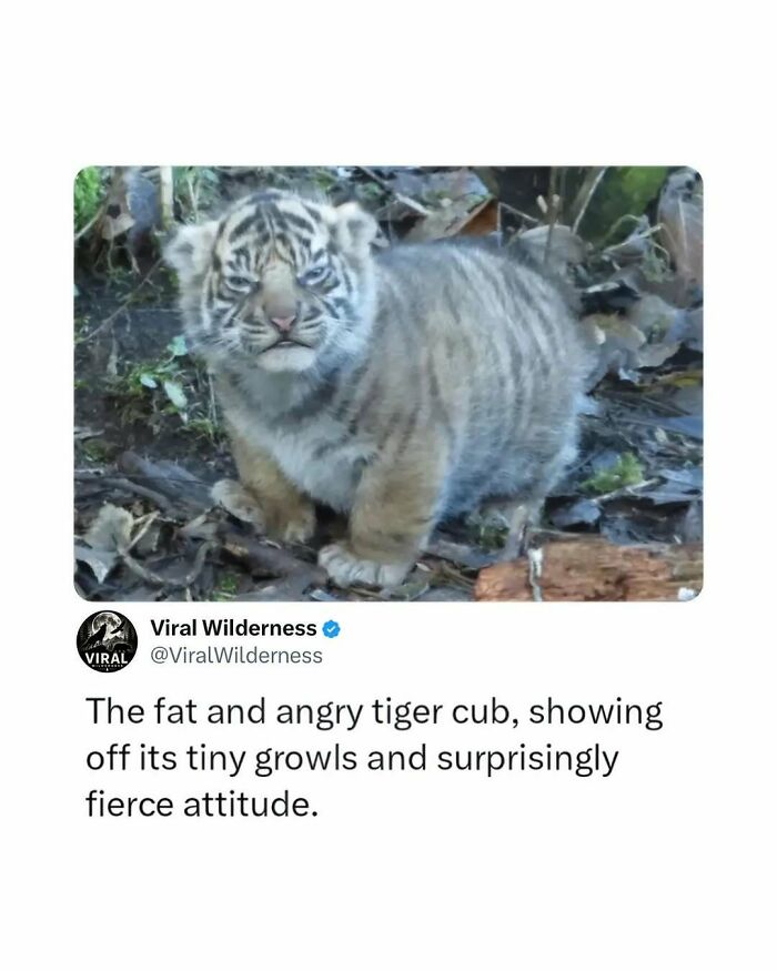 Fierce tiger cub showing tiny growls in its natural wilderness habitat