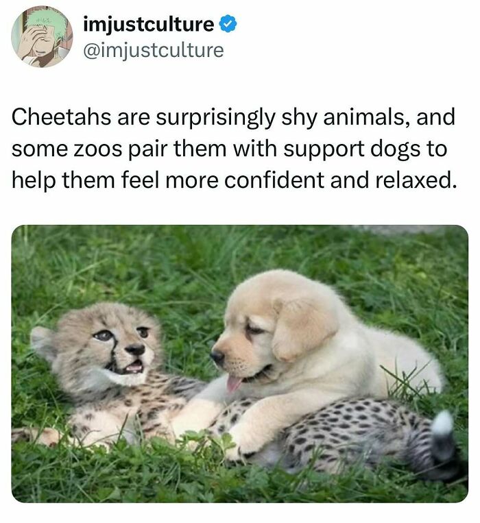 A cheetah cub and a golden retriever puppy playing in the grass, illustrating cheetahs and support dogs.