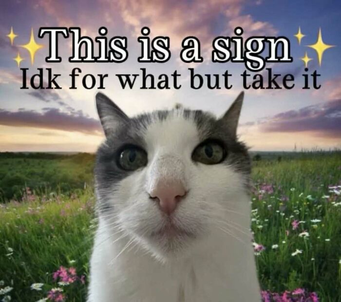 A gray and white cat meme with a sign for good luck, set in a field of flowers.