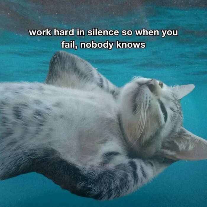 A cat meme floating on its back in blue water with the text Work hard in silence so when you fail, nobody knows.
