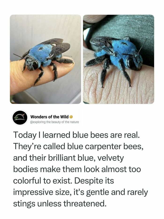 Interesting facts about a blue carpenter bee resting on a person's finger.