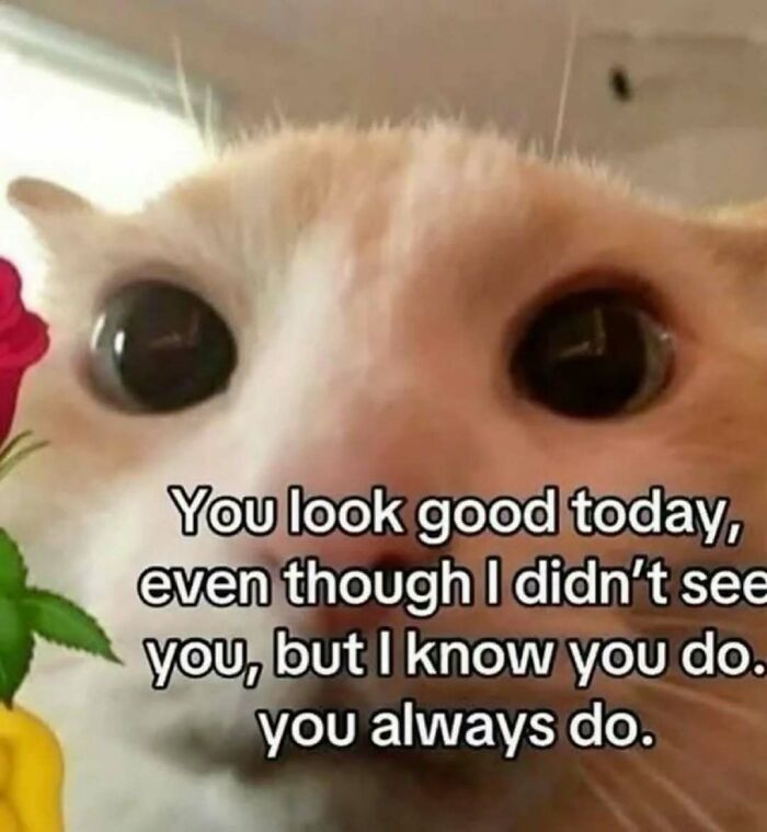 A close-up of an orange cat's face with big eyes, and text You look good today, even though I didn't see you, but I know you do. you always do, part of cat memes.