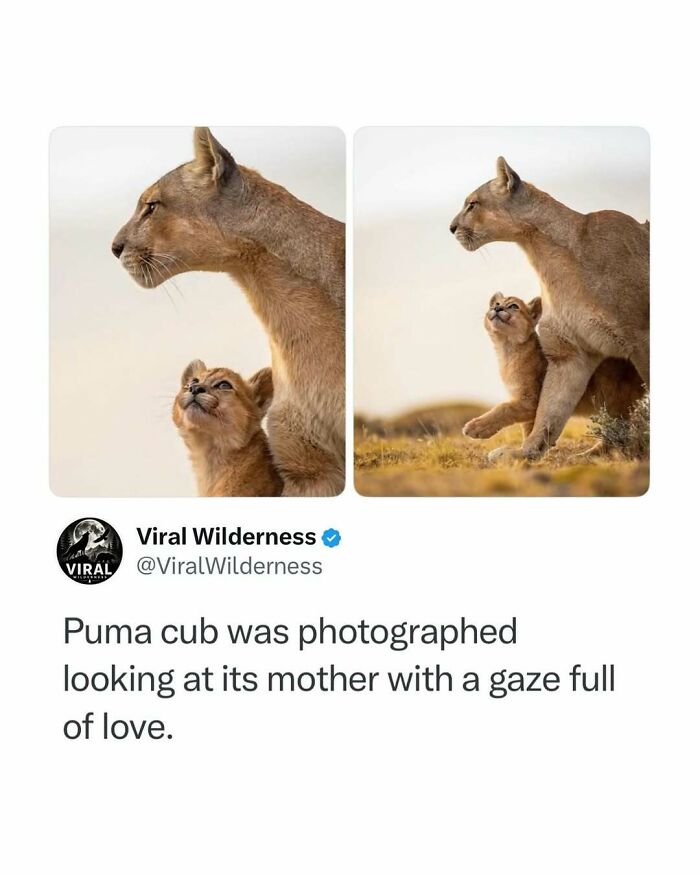 Puma cub looking at its mother with a loving gaze in nature