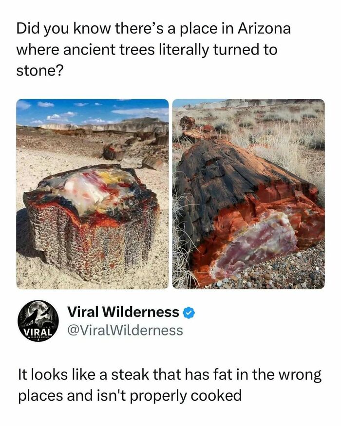 Images of petrified wood in Arizona showcasing nature wilderness and ancient stone trees