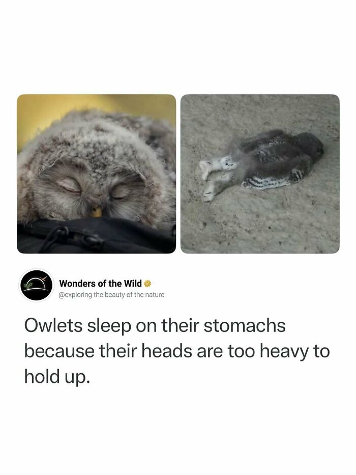 Interesting facts about owlets sleeping on their stomachs with fluffy feathers.