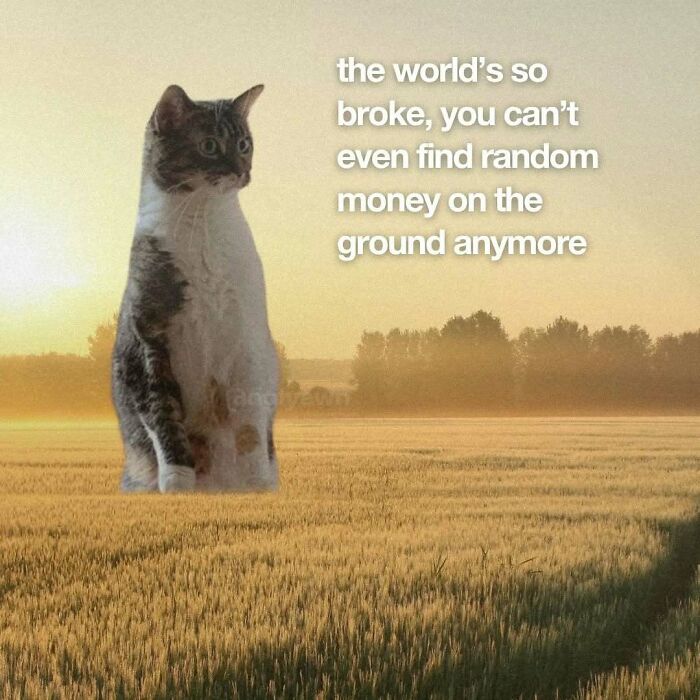 Cat sitting in a field reflecting on the world's financial state meme
