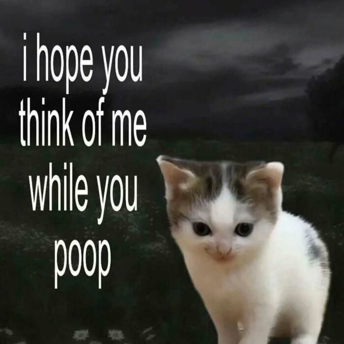 A funny cat meme with a kitten staring forward, saying, I hope you think of me while you p**p.