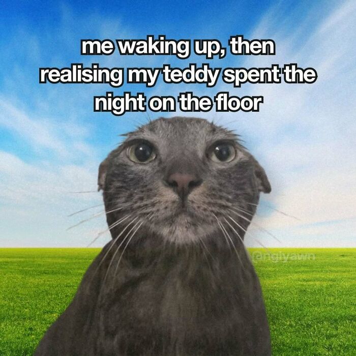 Funny cat meme about waking up to find teddy on the floor with a concerned cat