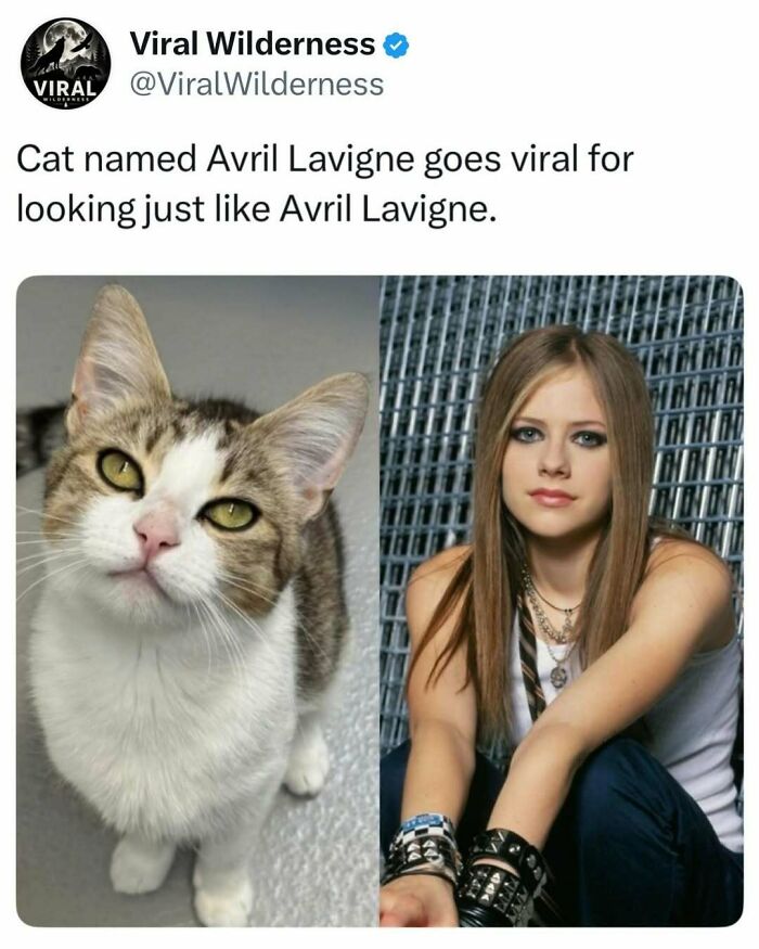 Cat resembling Avril Lavigne viral nature animal