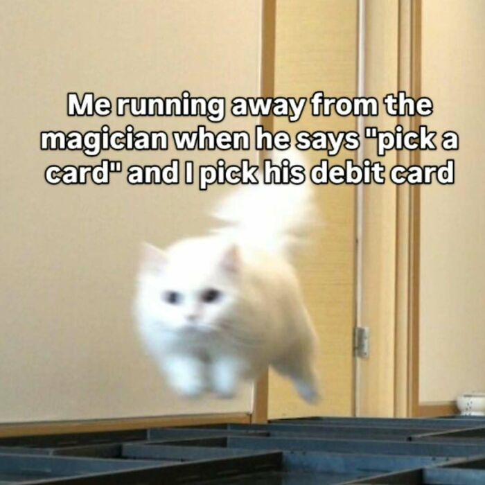 A fluffy white cat meme in mid-air, illustrating a funny situation with a magician's card trick.