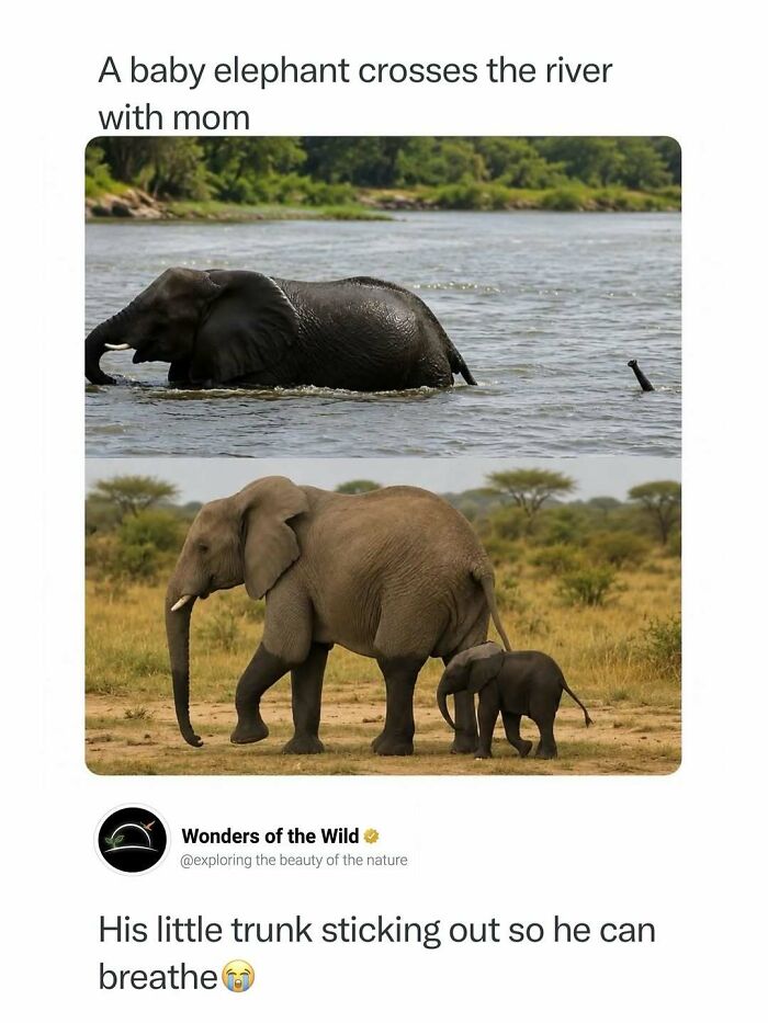 Interesting facts featuring a mother elephant and a baby crossing a river