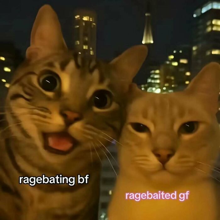 Cute cat memes: Two cats, one excited and one unimpressed, with text labeling them as ragebaiting bf and ragebaited gf.