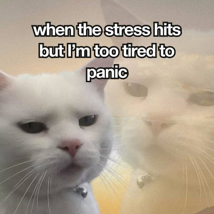 White cat meme about stress and tiredness with cat reflection