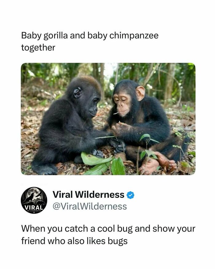 Baby gorilla and chimpanzee playing together in nature wilderness