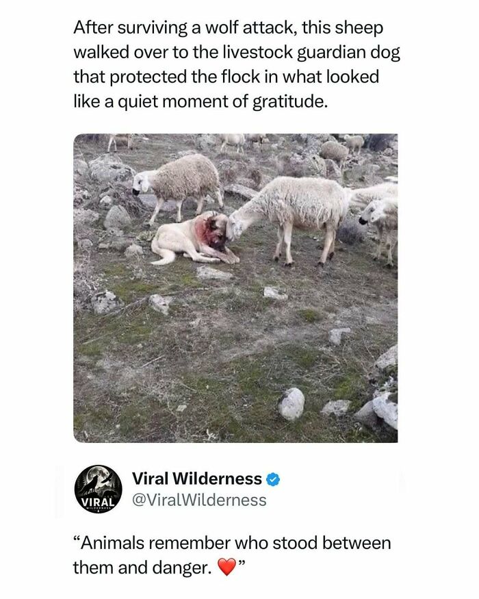 Sheep showing gratitude to a livestock guardian dog after surviving a wolf attack