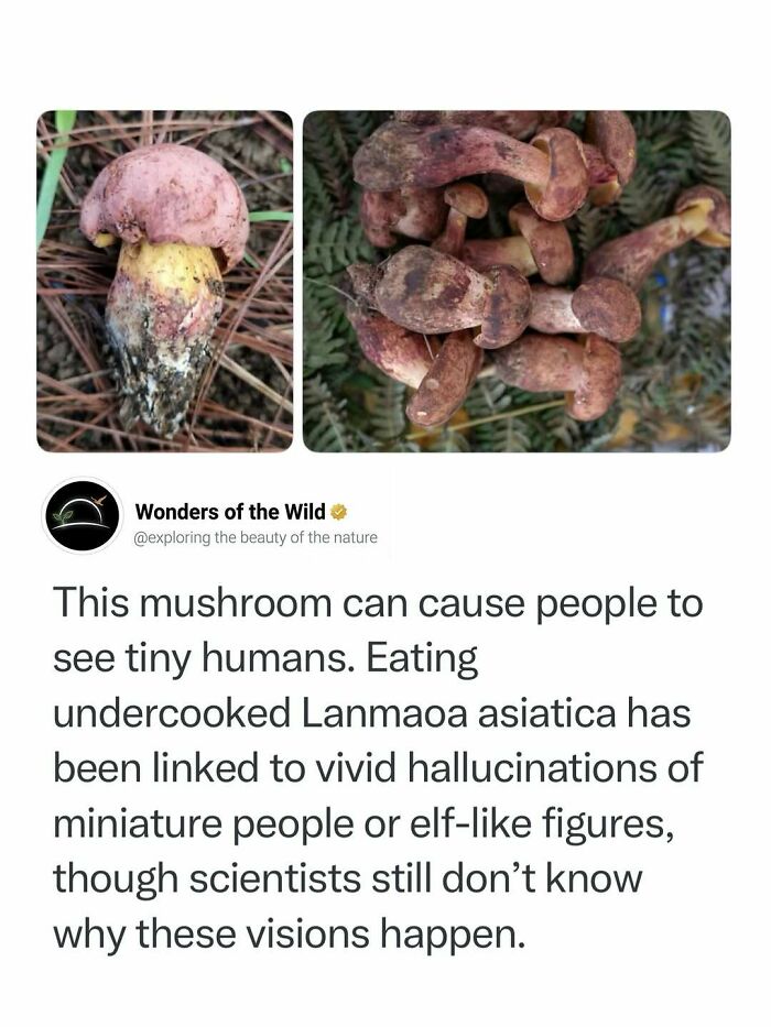 Fun facts about Lanmaoa asiatica, a mushroom that can cause vivid hallucinations.