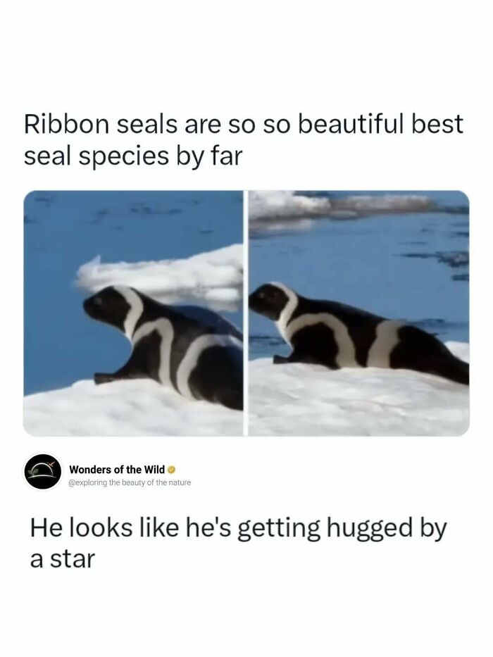 Interesting facts about a ribbon seal showing off its unique white body patterns.