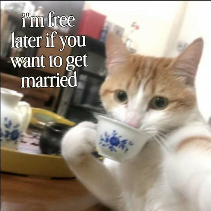 A funny cat meme of a cat holding a teacup and offering marriage, ideal to send someone special.